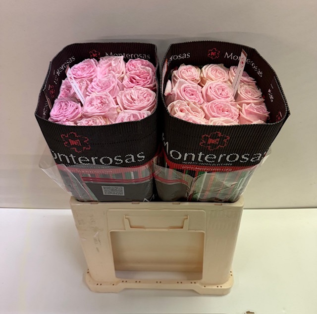 Rosa ec pink ohara MR.jpg